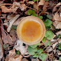 Lemon Balm Honey