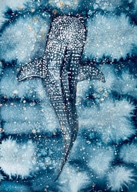 Image 1 of Whale shark