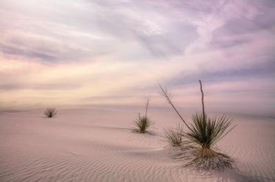 Image of Desert Life