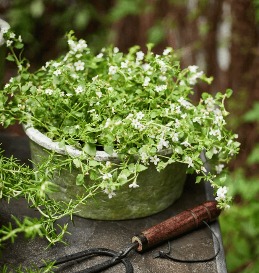 Image of Mossy Pot Bowl 
