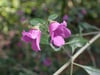Prostanthera rotundifolia - Round-leaf Mint Bush