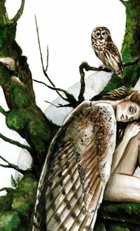 Image 2 of The spirit of the barn owl