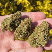 Blueberry Headband THCa hemp flower (free shipping)