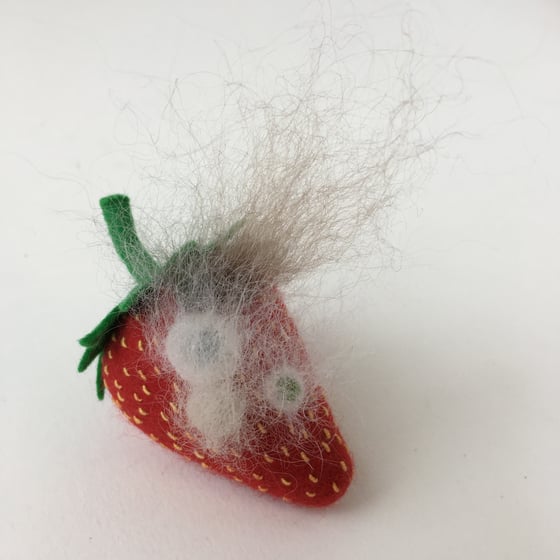 Image of RESERVED - Mouldy emery strawberry plus one 9cm Petri dish