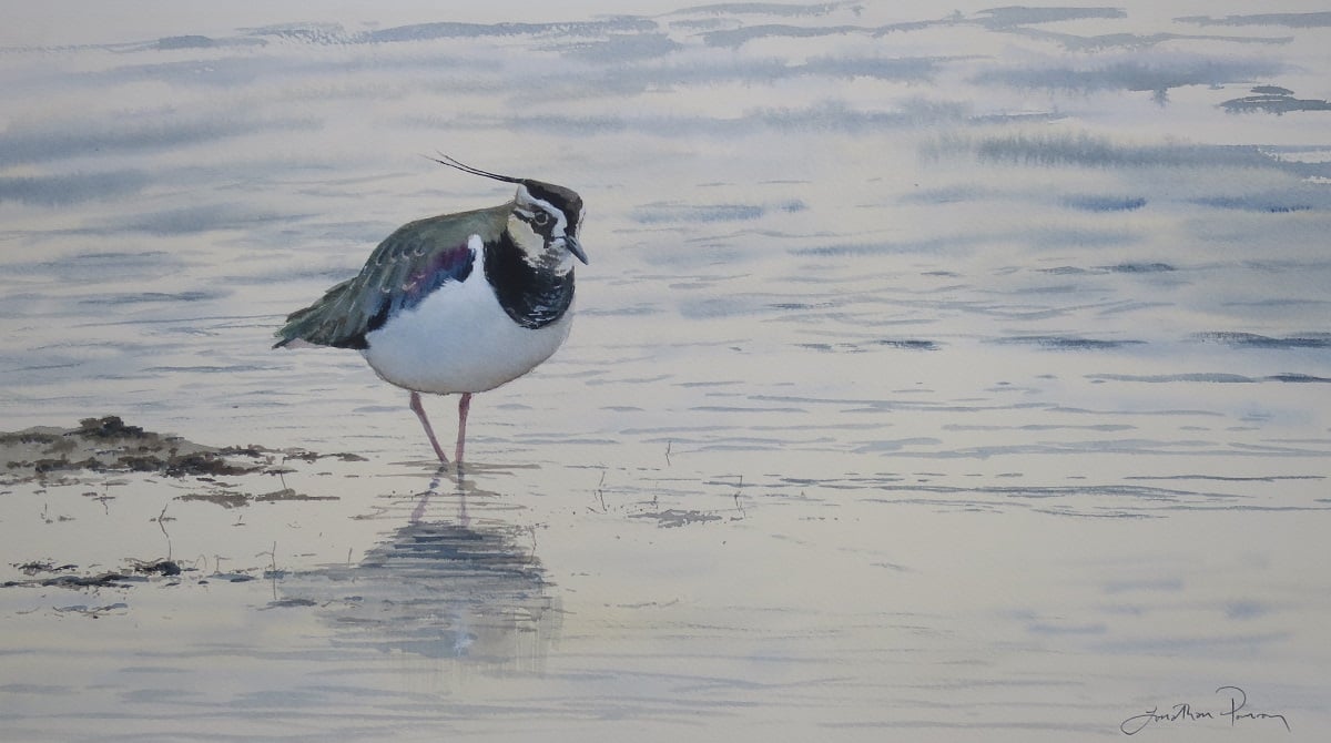 Image of Lapwing on a breezy February afternoon