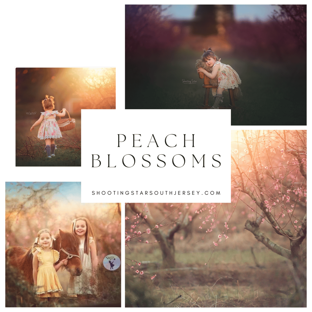 Image of Peach Blossom Sessions April 1st & April 4th $300