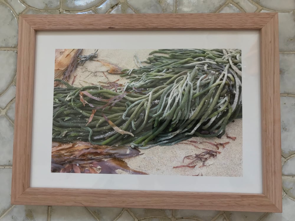 Image of Green seaweed