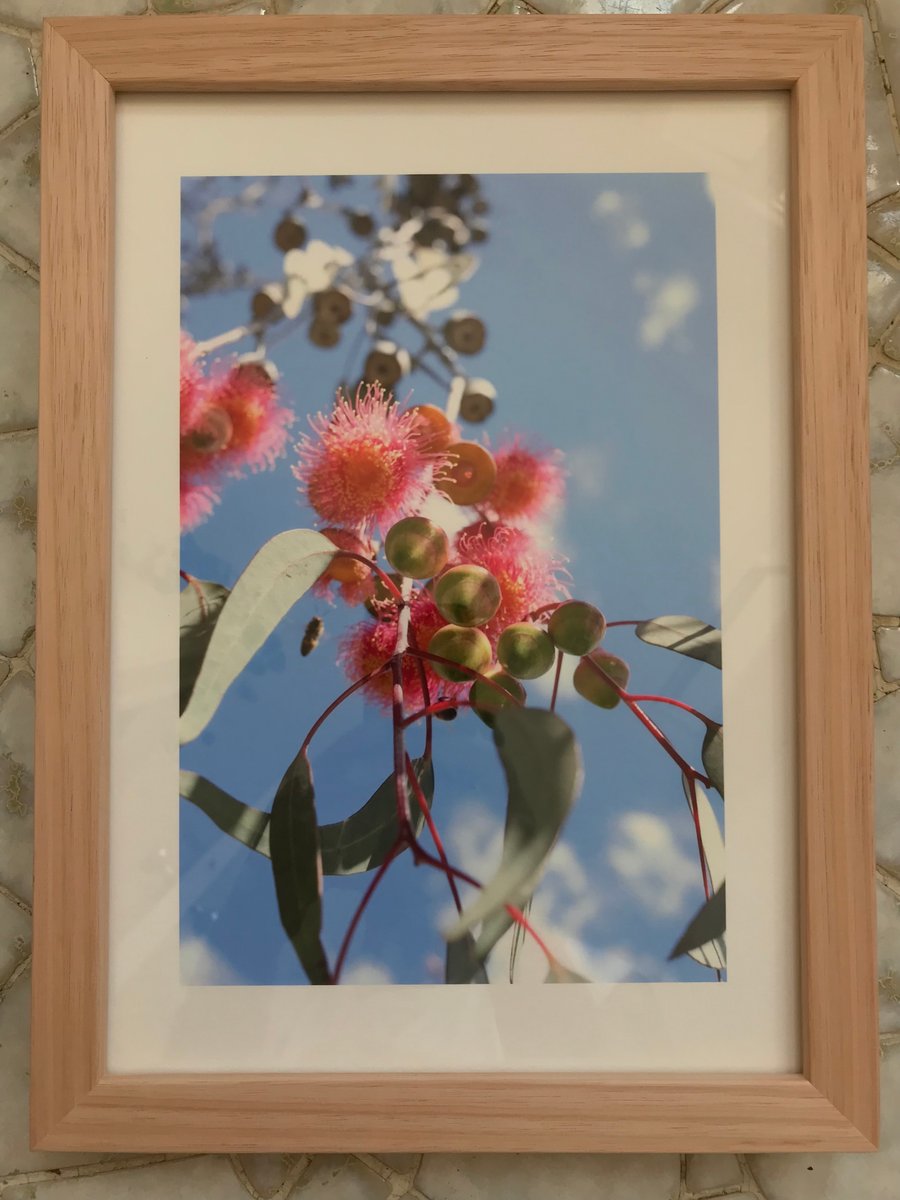 Image of Gungurru - Sun Princess