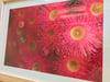Sunburst Gum Blossom
