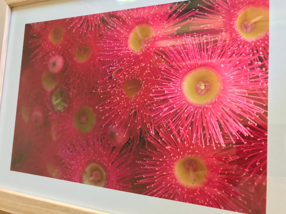 Image of Sunburst Gum Blossom