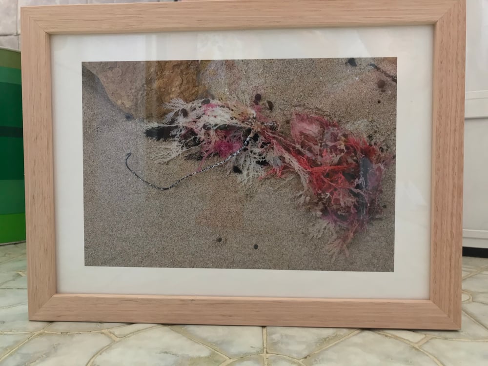 Image of Pink Seaweed