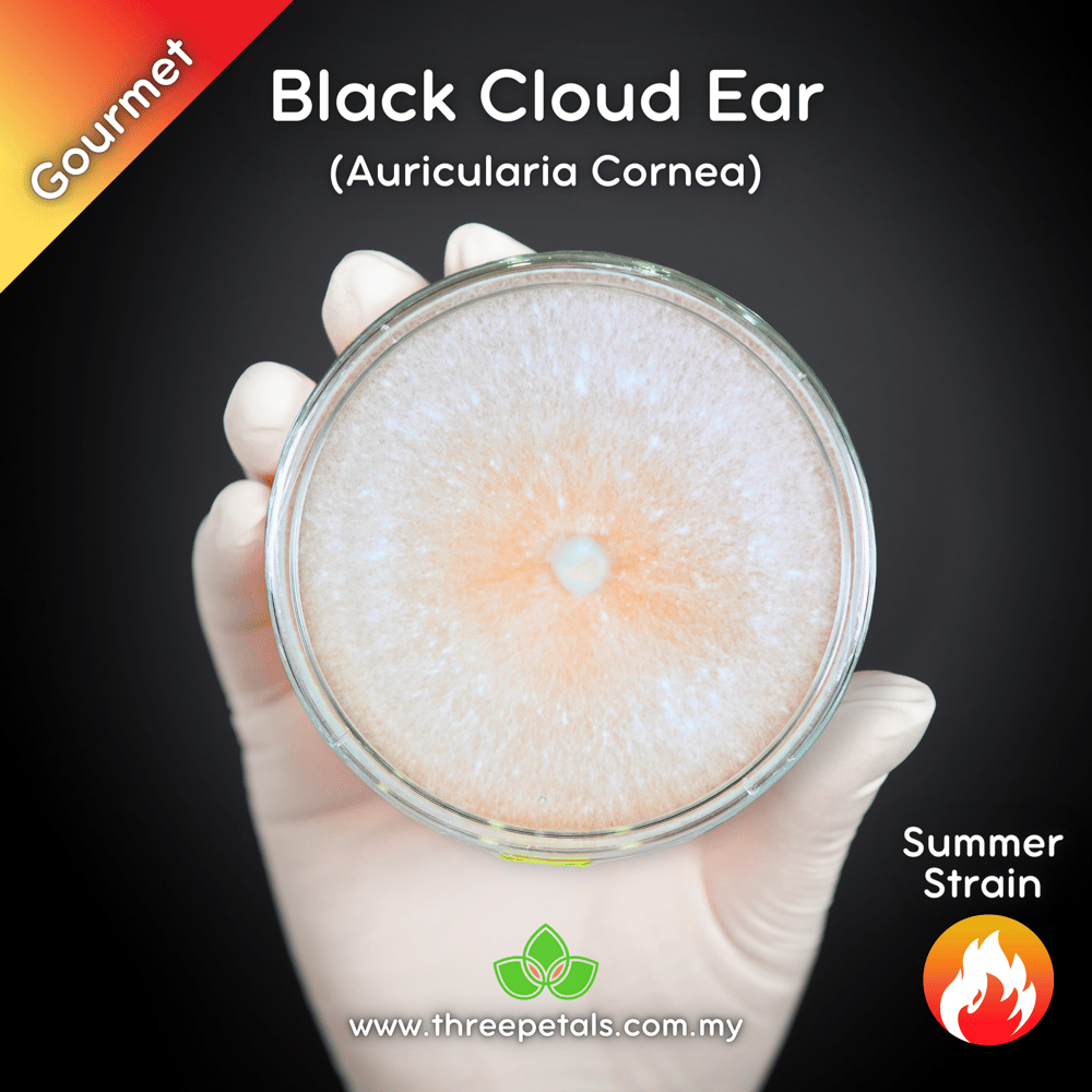 Black Cloud Ear (Auricularia Cornea) Live Mycelium Mushroom Culture Spawn Seed