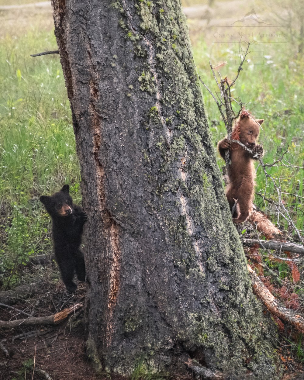 Image of The Wandering Cubs