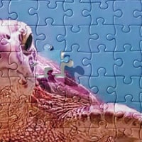 Image 2 of Coral City Camera Green Sea Turtle Puzzle