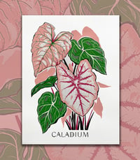 Image 1 of Caladiums sérigrapie