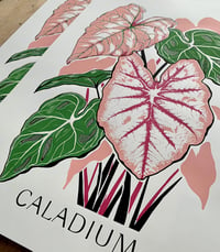 Image 2 of Caladiums sérigrapie