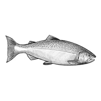 Coho salmon black-and-white 8" x 8"