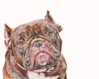 Image 1 of custom animal portraits!