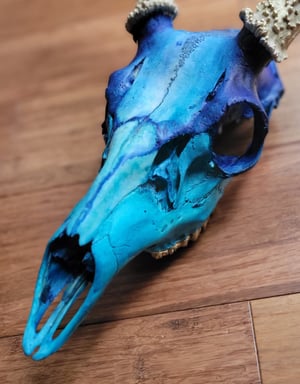 Deer Skull Painting Workshop     Sunday 4/28   1-5 pm
