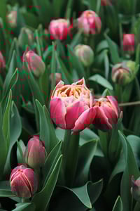 Image 2 of Floral FUNdamentals :: Tiptoe Through The Tulips