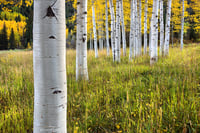 Image 1 of Aspen Afternoon 