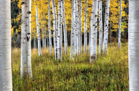 Image 2 of Aspen Afternoon 