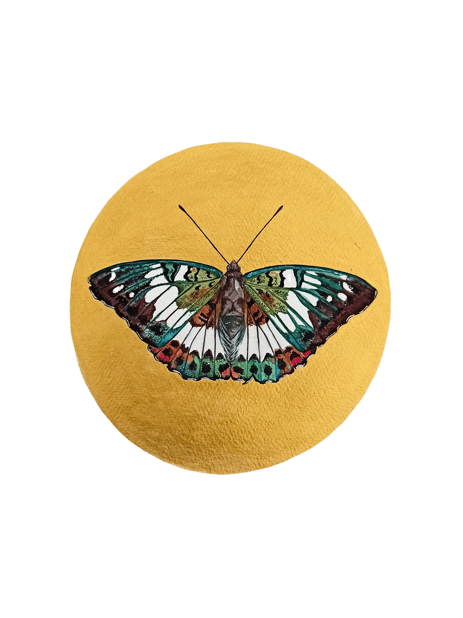 Image of Gaudy Baron Butterfly LIMITED EDITION PRINT