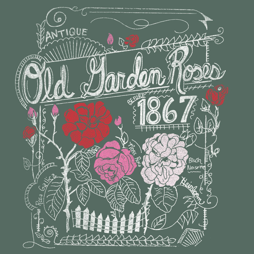 Image of Adult Old Garden Rose Tee
