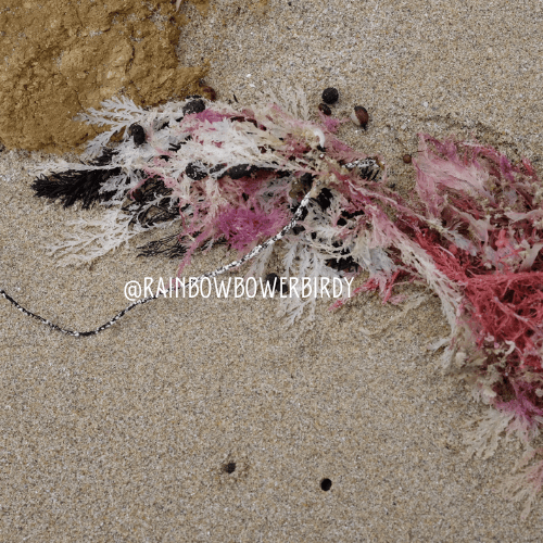 Image of Pink Seaweed