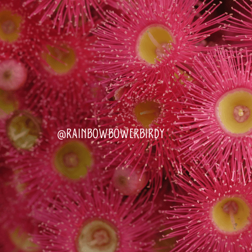 Image of Sunburst Gum Blossom