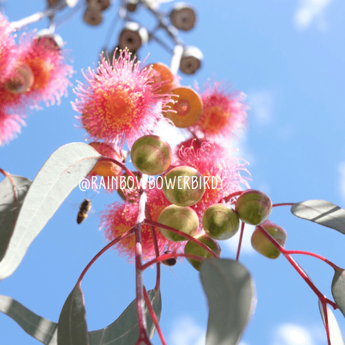 Image of Gungurru - Sun Princess