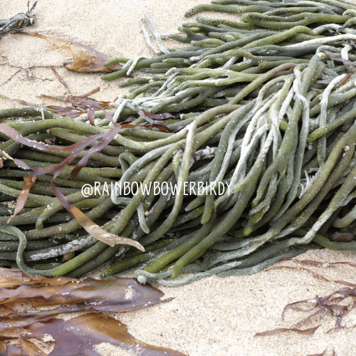 Image of Green seaweed