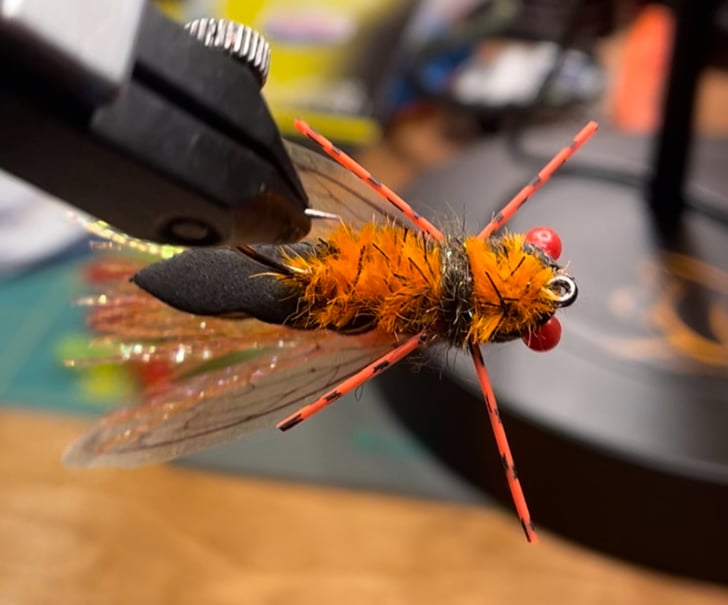 Brood Cicada 