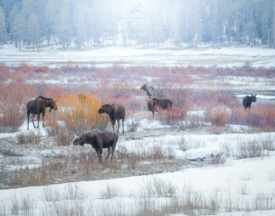 Image of Meeting of Moose