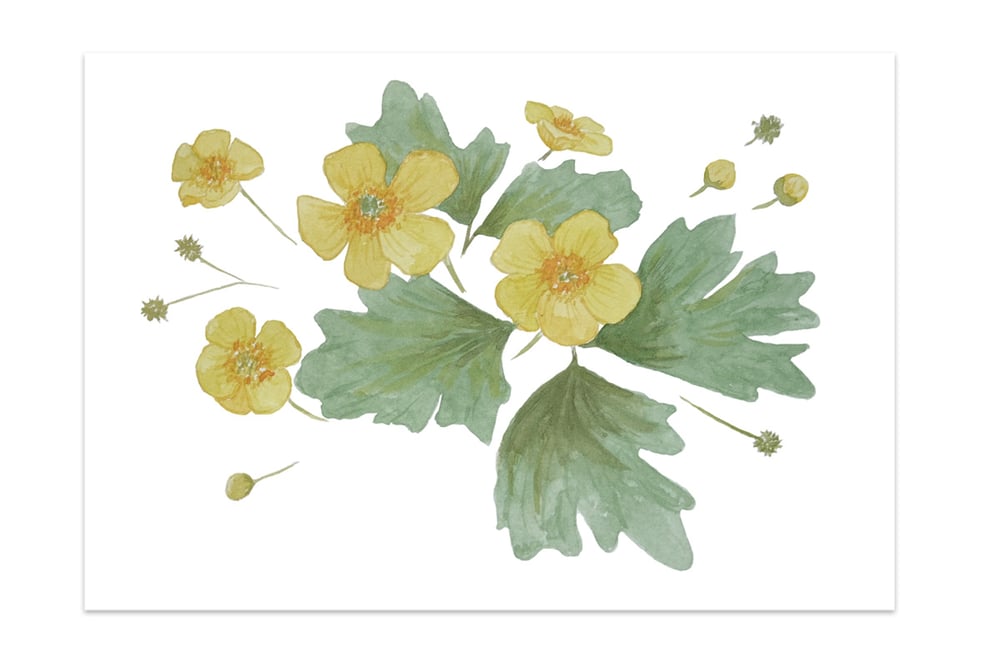 Image of Buttercup Print