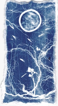 Untitled Cyanotype 2024 - Finland #14 