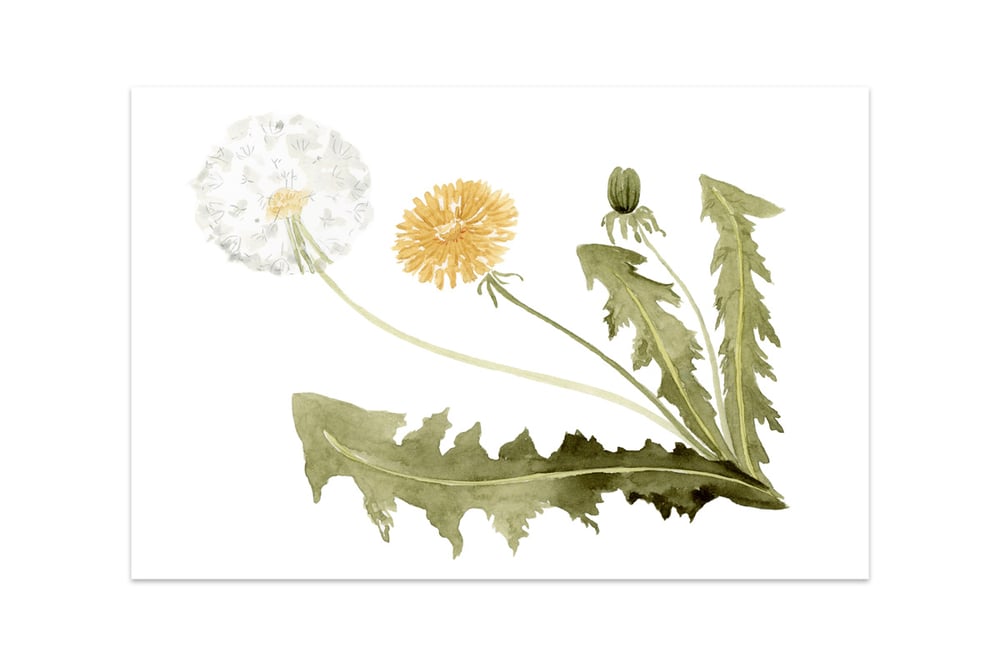 Image of dandelion print