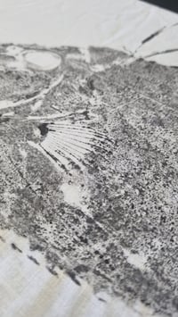 Image 3 of Alfaquique | Zeus faber - Original