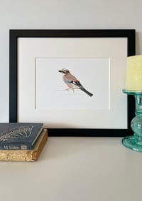 Image 1 of Jay