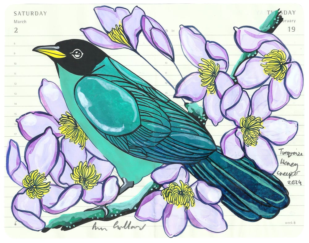 Image of Turquoise Honeycreeper II