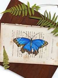 Image 2 of Life in Old Pages Collection Insect n. 28 Morpho Butterfly 