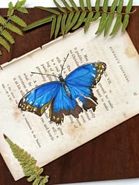 Image 3 of Life in Old Pages Collection Insect n. 28 Morpho Butterfly 