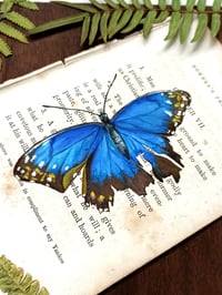 Image 4 of Life in Old Pages Collection Insect n. 28 Morpho Butterfly 