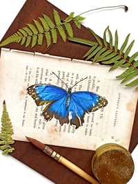 Image 1 of Life in Old Pages Collection Insect n. 28 Morpho Butterfly 