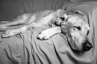 Portrait Sessions (Two critters)