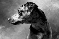 Portrait Sessions (Three critters)