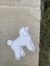 Poodle sticker 