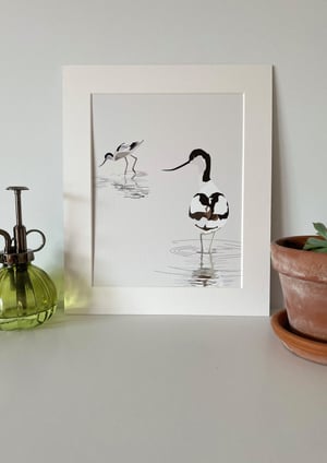 Image of Avocets