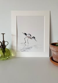 Image 2 of Avocet Fishing