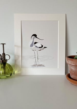 Image of Curious Avocet ( looking left or Right)